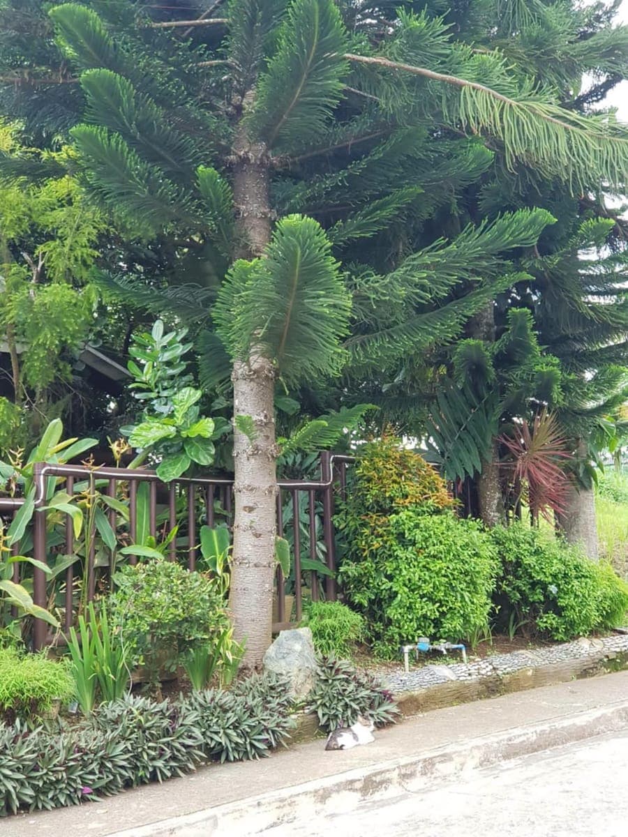Tagaytay house for rent - photo 1