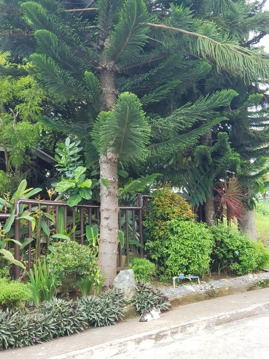 Tagaytay house for rent Inside subd(65k) - photo 2
