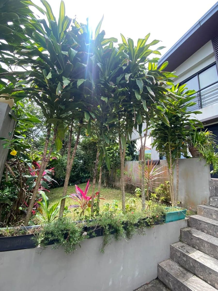 ‼️Tagaytay House and Lot for Sale/Rent‼️ - photo 5