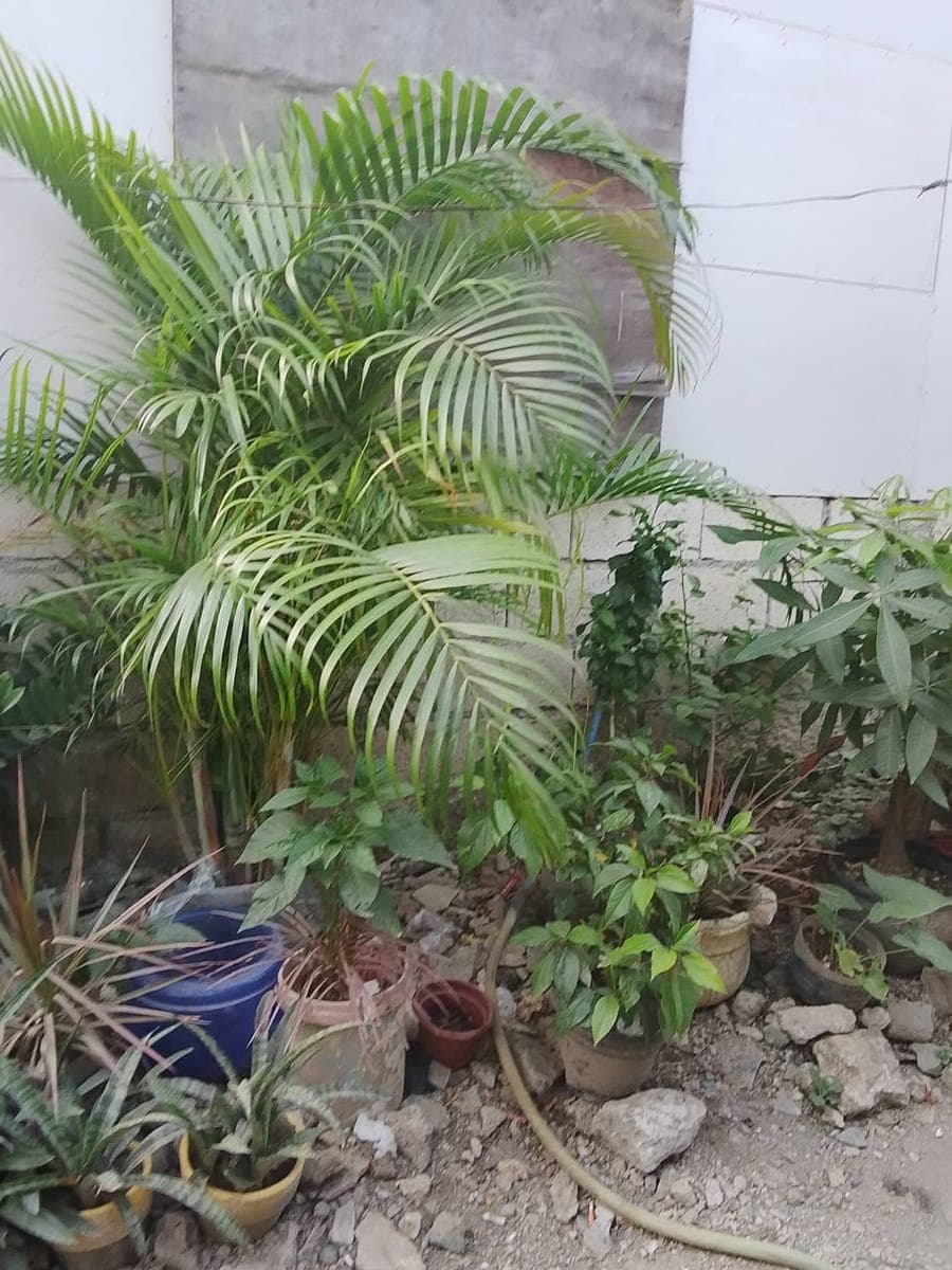 House for rent - photo 1