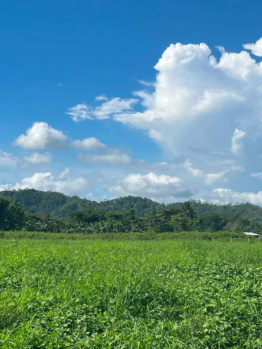 🏡 LOTE nga 40 meters lang gikan sa National Highway, duol sa CDO — starting at ONLY ₱5,277/month! 🔥 - photo 5