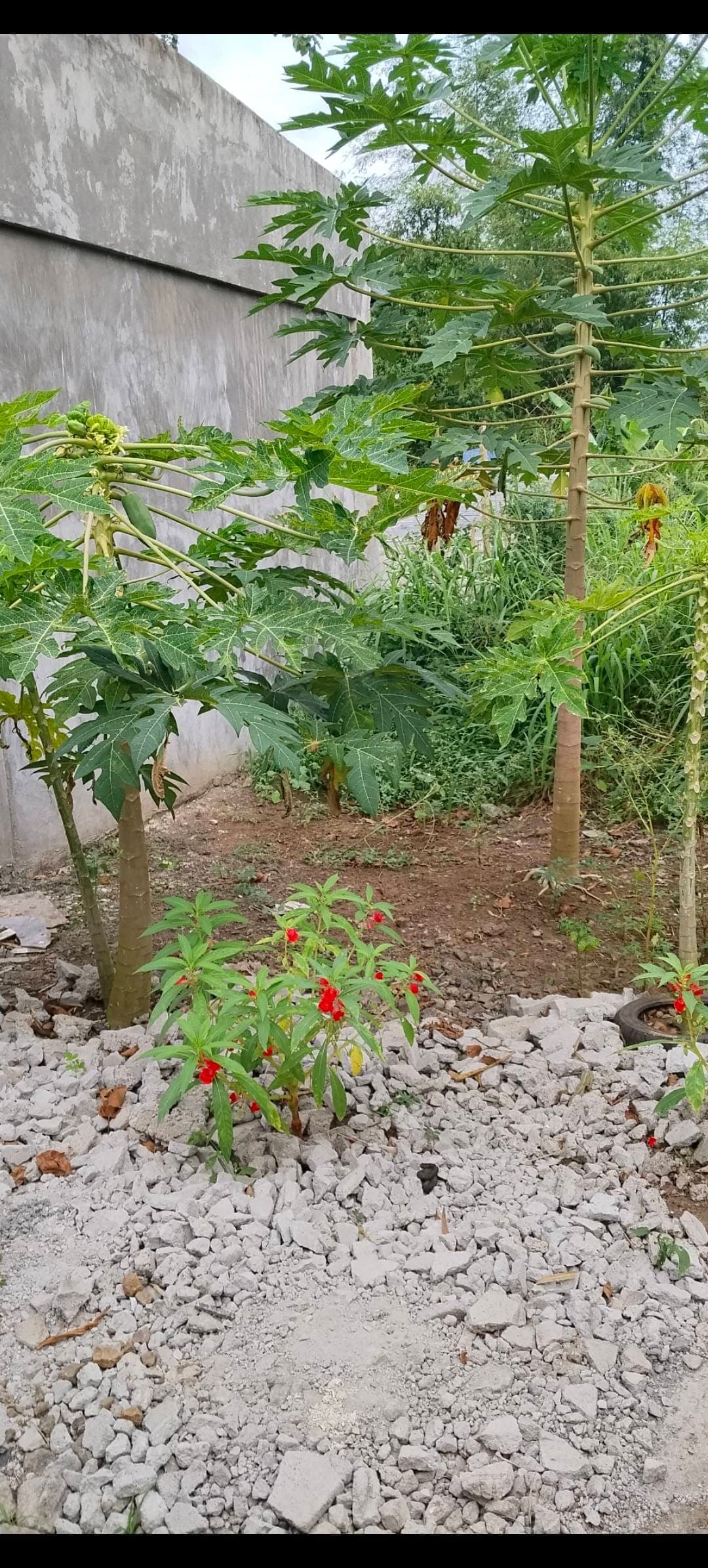 100sqm lot tax dec brgy tatala. Binangonan Rizal cash.. 350k..meet up monte Chiara subd tatala.. 7am/5pm . 09662981996 - photo 5