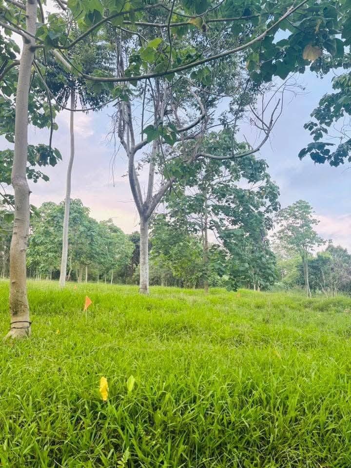 ARE YOU LOOKING FOR AN AFFORDABLE LOTS THAT SUITS YOUR BUDGET?  FOR ONLY 200K YOU CAN NOW HAVE A 150 SQM. - photo 5