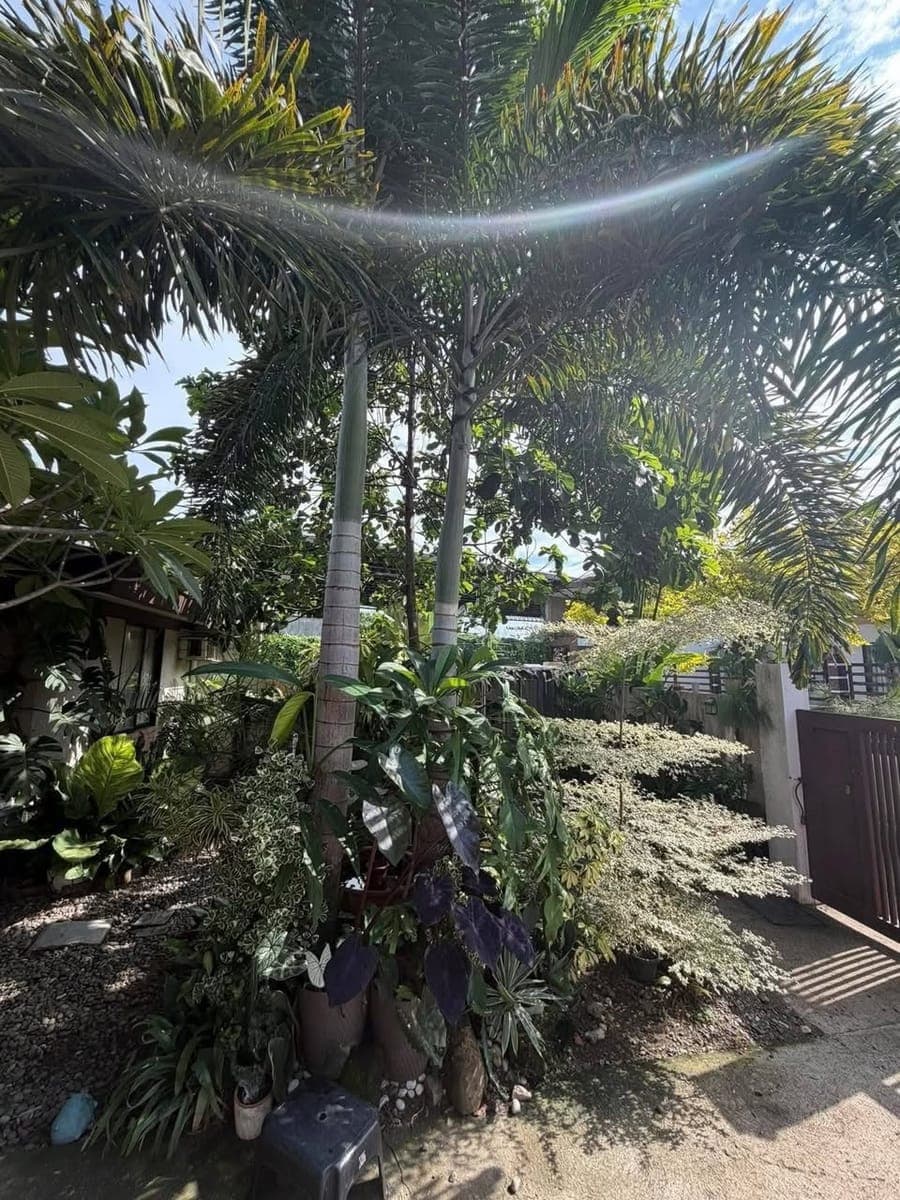 🍁HOUSE FOR RENT/SALE🍁 - photo 3