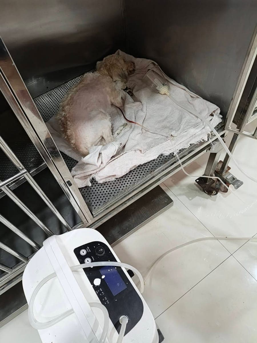 HELLO FUR PARENTS 🐶 - photo 2